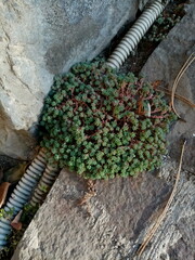 Sedum pallidum