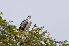 Polemaetus bellicosus