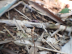 Didymoplexis micradenia