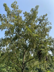 Pterocarya