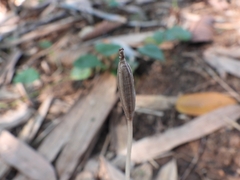 Didymoplexis micradenia