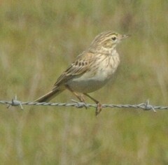 Anthus australis