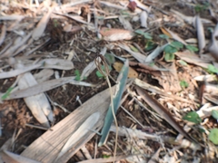 Didymoplexis micradenia