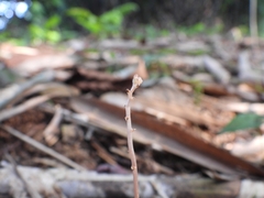 Didymoplexis micradenia