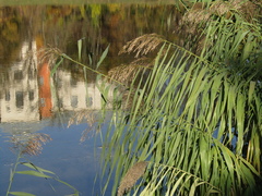 Phragmites australis australis