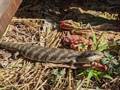 Tiliqua scincoides