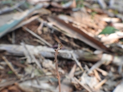 Didymoplexis micradenia