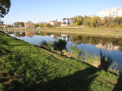 Phragmites australis australis