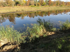Phragmites australis australis