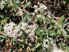 Ceanothus fendleri
