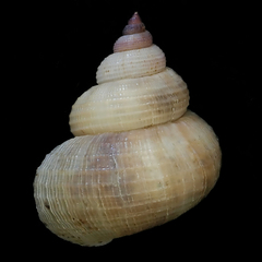 Epitoniidae