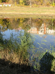 Phragmites australis australis