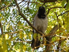 Corvus cornix