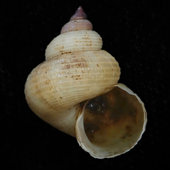 Epitoniidae