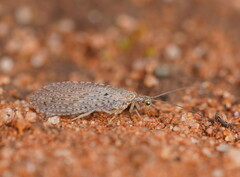 Micromus tasmaniae