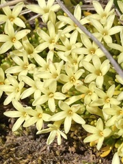 Stackhousia pulvinaris