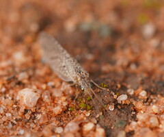 Micromus tasmaniae
