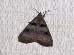 Avatha discolor