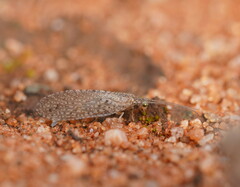 Micromus tasmaniae