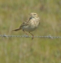 Anthus australis