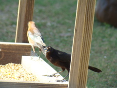 Quiscalus major westoni