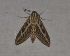 Hyles livornica