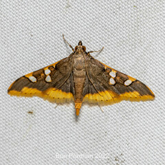 Prophantis adusta