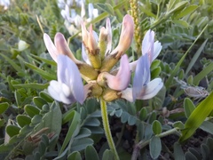 Astragalus tibetanus