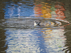 Chroicocephalus ridibundus