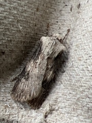 Agrotis puta