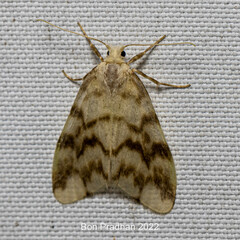 Nudaria margaritacea