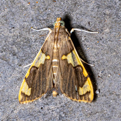 Rehimena phrynealis