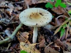 Amanita murrilliana