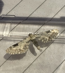 Eupithecia centaureata