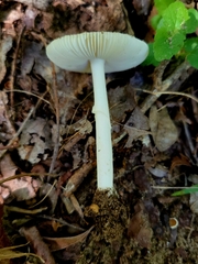 Amanita murrilliana