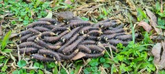 Perga dorsalis