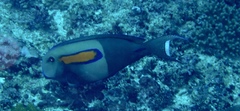 Acanthurus olivaceus