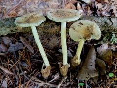 Amanita murrilliana