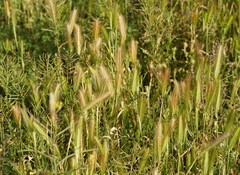 Hordeum