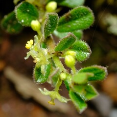 Phyllanthus hirtellus