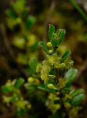Phyllanthus hirtellus