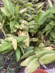 Asparagales