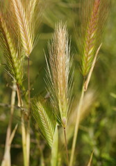 Hordeum