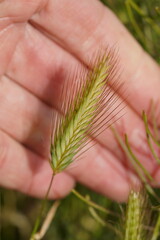 Hordeum