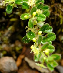Phyllanthus hirtellus