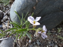Dontostemon integrifolius