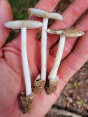Amanita murrilliana