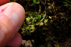 Phyllanthus hirtellus