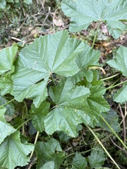 Malva parviflora