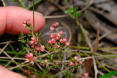 Cryptandra tomentosa